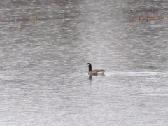 Branta canadensis