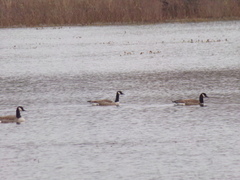 Branta canadensis