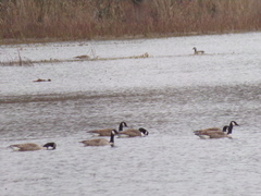 Branta canadensis