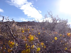 Prunus fremontii
