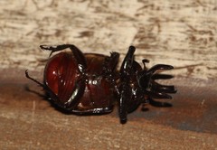 Aegopsis curvicornis