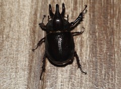 Aegopsis curvicornis