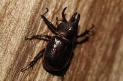 Aegopsis curvicornis