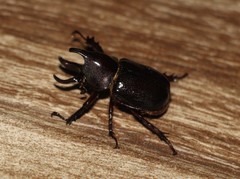 Aegopsis curvicornis