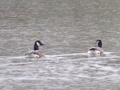 Branta canadensis