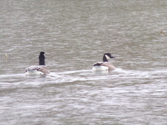 Branta canadensis