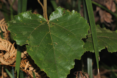 Commersonia bartramia