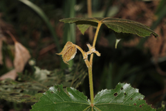 Commersonia bartramia