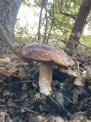 Boletus edulis grandedulis