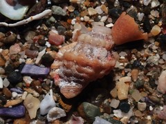 Turritriton labiosus