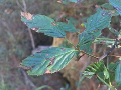 Rubus argutus