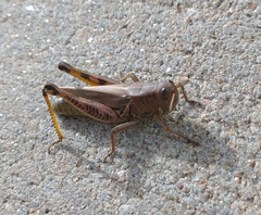 Melanoplus differentialis