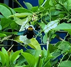 Xylocopa flavonigrescens