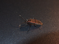 Physopelta quadriguttata