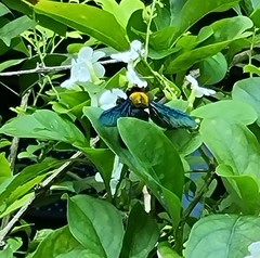 Xylocopa flavonigrescens