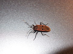 Physopelta quadriguttata