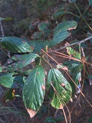 Rubus argutus