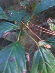 Rubus argutus
