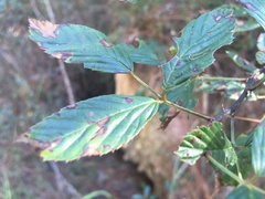 Rubus argutus
