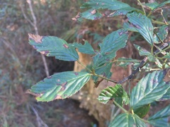 Rubus argutus