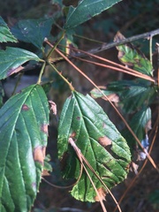 Rubus argutus