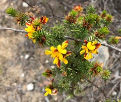 Pultenaea acerosa