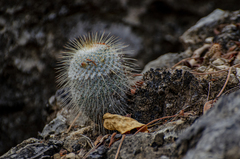 Mammillaria dixanthocentron