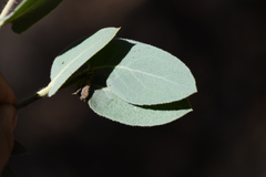 Arctostaphylos hooveri