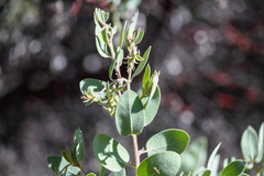 Arctostaphylos hooveri