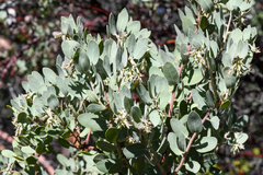 Arctostaphylos hooveri