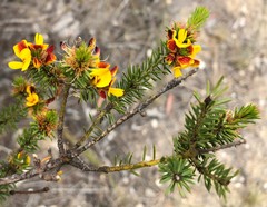 Pultenaea acerosa