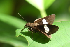 Notocrypta paralysos