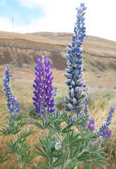 Lupinus bingenensis