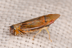 Scaphytopius majestus