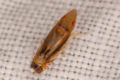 Scaphytopius majestus