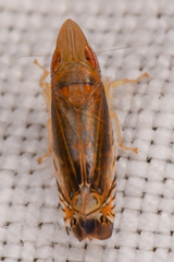 Scaphytopius majestus