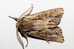 Ichneutica paracausta