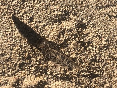 Hippiscus ocelote