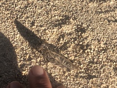 Hippiscus ocelote