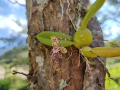 Leochilus oncidioides
