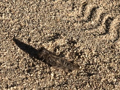 Hippiscus ocelote