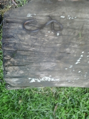 Atractus crassicaudatus