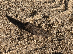 Hippiscus ocelote