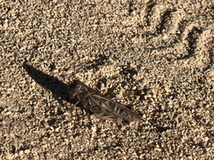 Hippiscus ocelote