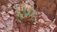 Caiophora chuquitensis