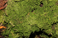 Bilimbia sabuletorum