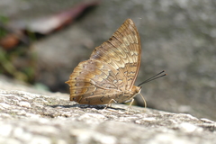 Charaxes bernardus