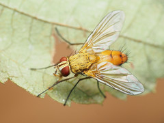 Leskia depilis