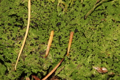 Bilimbia sabuletorum