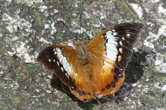 Charaxes bernardus
